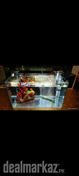 Best Betta house photo 1