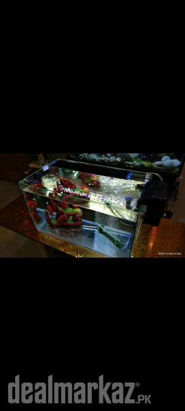 Best Betta house photo 2