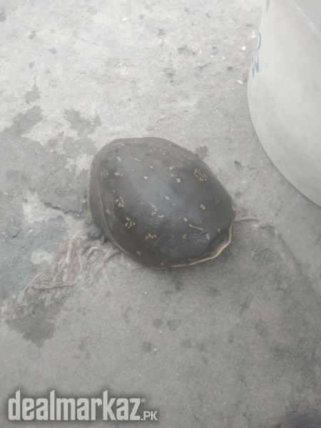 Sae-animal turtle photo 2