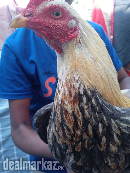 @ Aseel Lal Bag photo 2