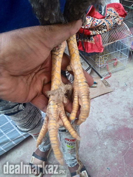 @ Aseel Lal Bag photo 1