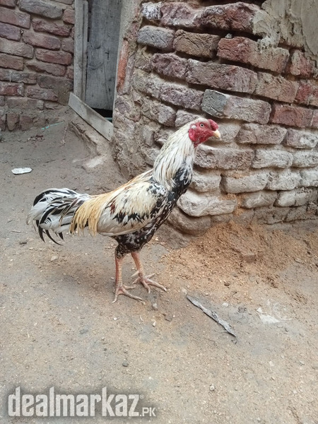 Behtrin java hain photo 1