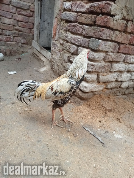 Behtrin java hain photo 2