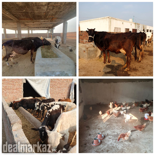 COWS / BULLS /WACHAS /LIGHT SUSSEX / HENS /CHICKS photo 1