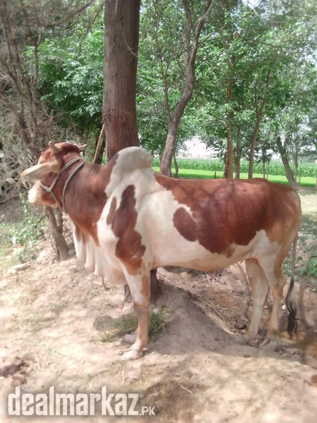 Beautiful bull for sale photo 1