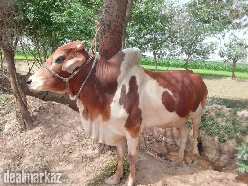 Beautiful bull for sale photo 2