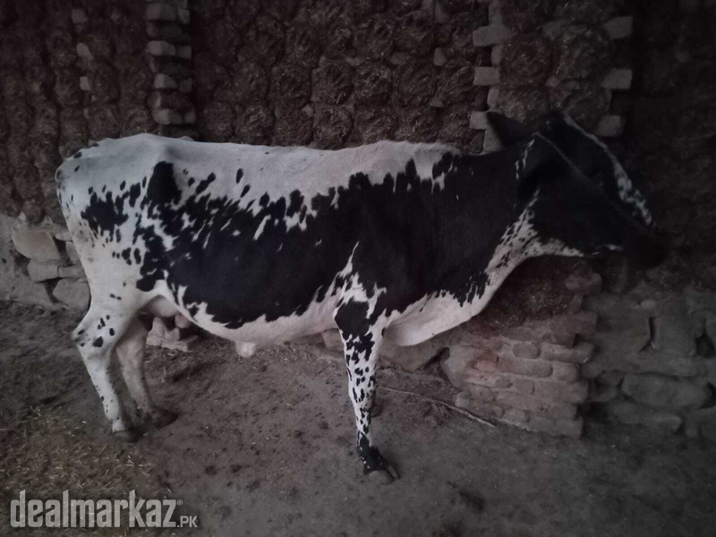 Cow jersey desi mix photo 2