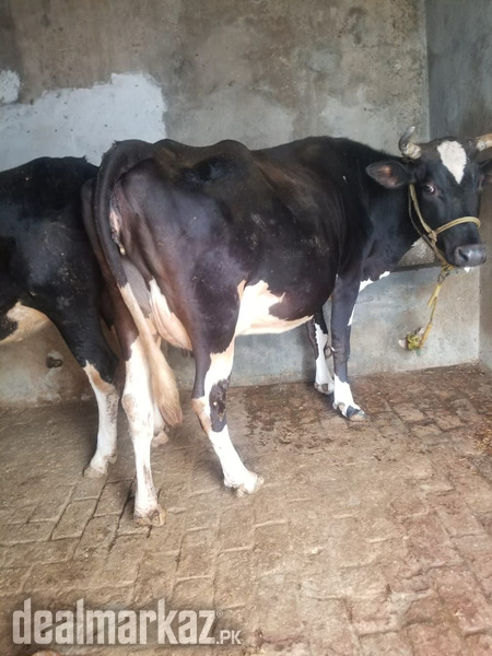 We are selling cowss photo 1