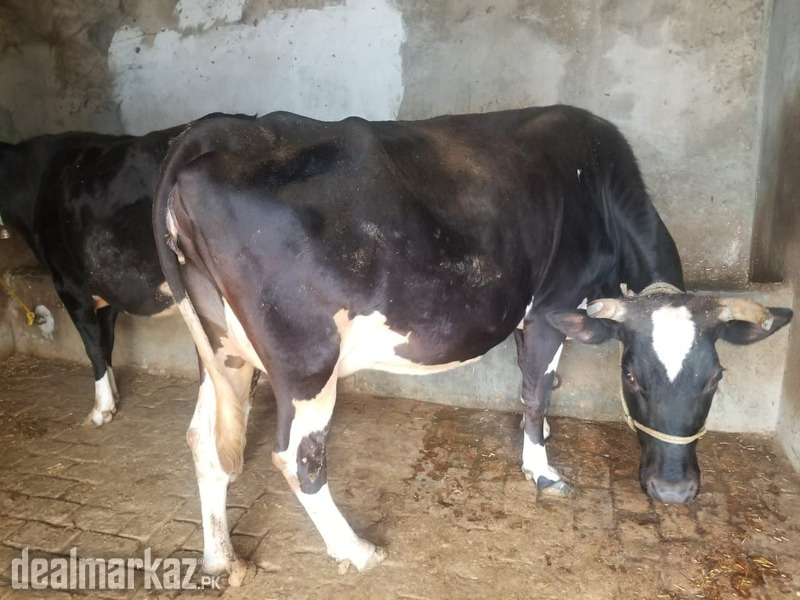 We are selling cowss photo 2