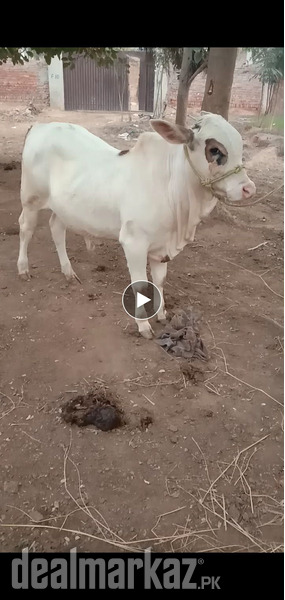 Gulabi bchra for 2025 photo 1