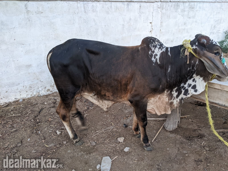 Desi bachra for sell photo 2