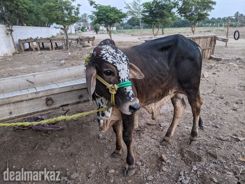 Desi bachra for sell photo 1