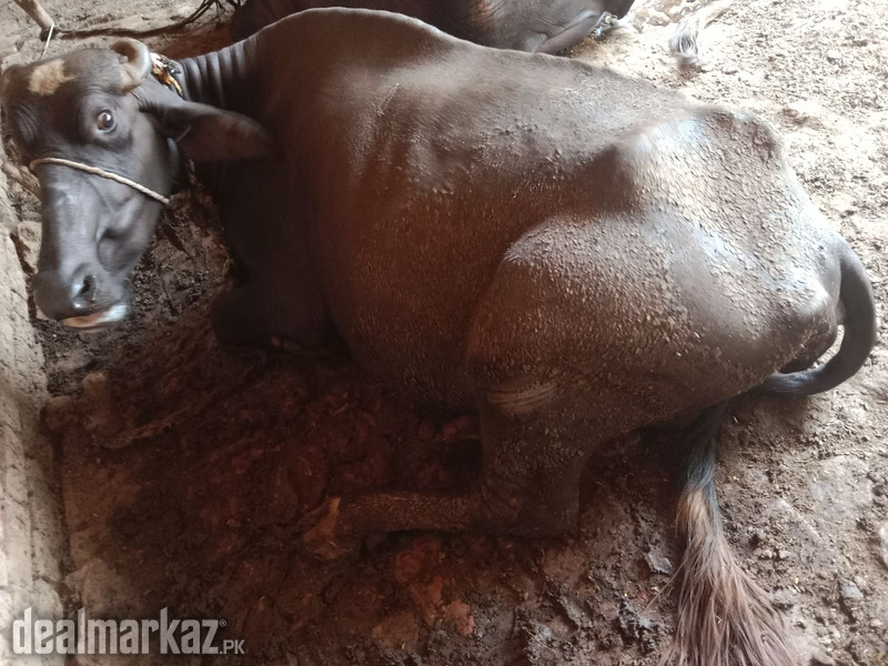 Bafflow for sale photo 1