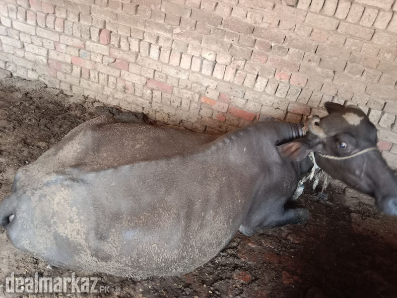 Bafflow for sale photo 2