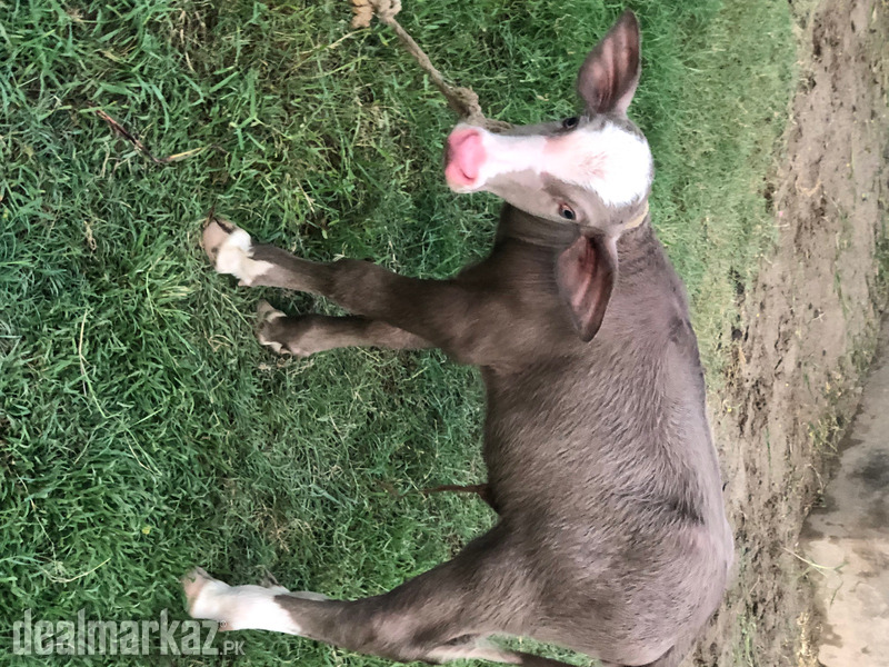 Buffalo for sale photo 2