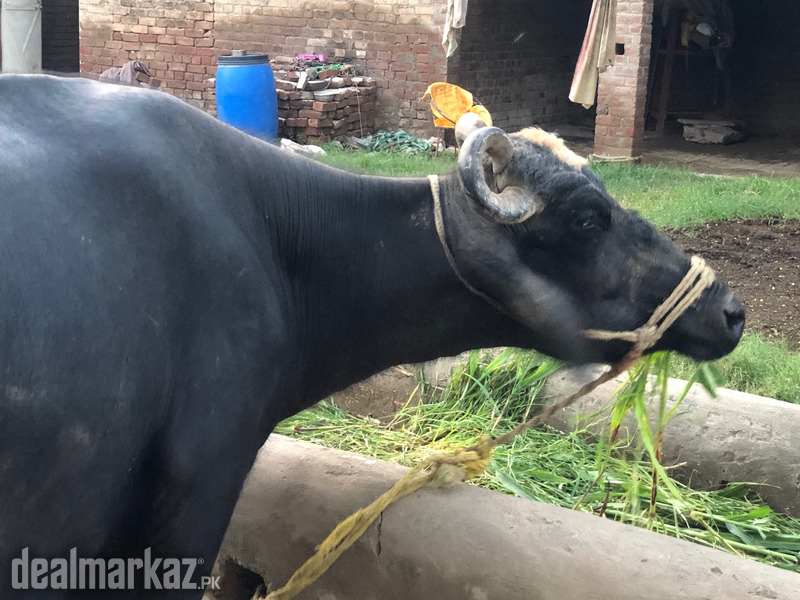 Buffalo for sale photo 1