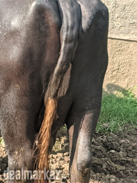 Buffalo for sale photo 1