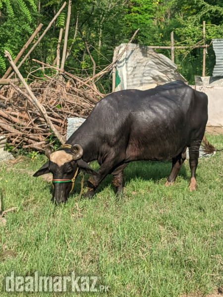 Buffalo for sale photo 2