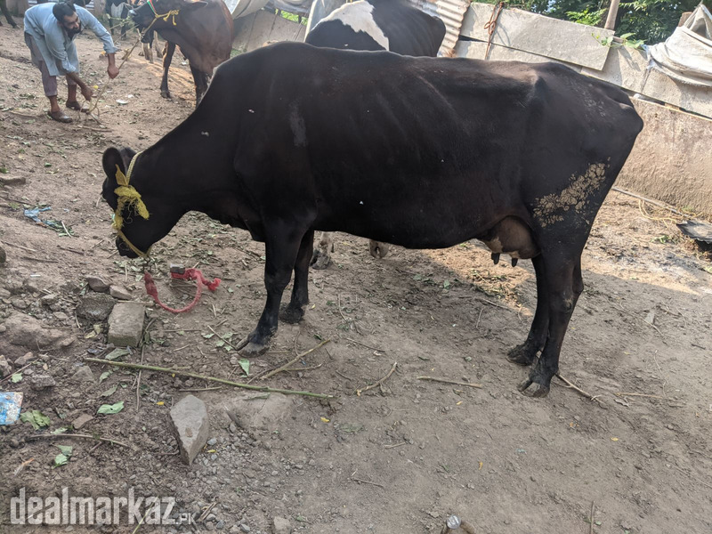 Jersey frezian cow for sale photo 2