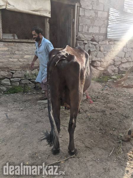 Jersey frezian cow for sale photo 1