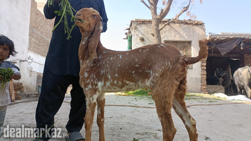 Makhi cheeni beetal Bakri photo 1