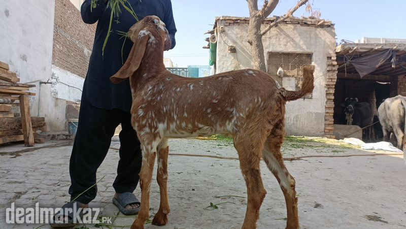 Makhi cheeni beetal Bakri photo 2