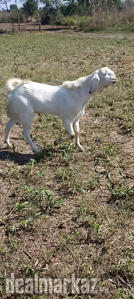 Rajanpuri Bakra photo 1