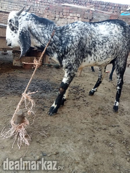 Goats ???? black and white photo 1