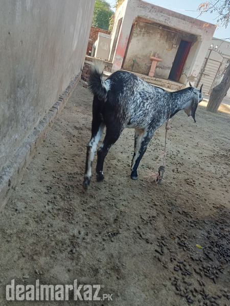 Goats ???? black and white photo 2