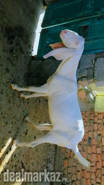 Rajnpuri bakri 2.5 month gaban for sale