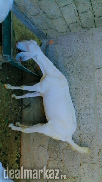 Rajnpuri bakri 2.5 month gaban for sale photo 2