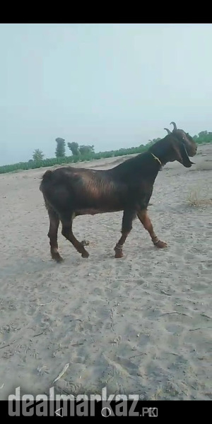 10 naachi gabhan goats
