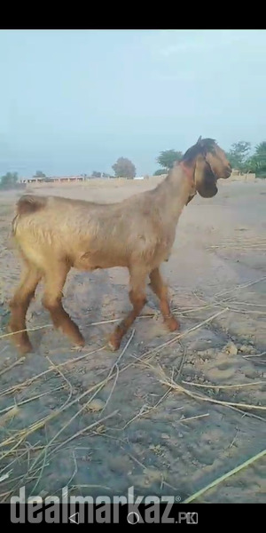 10 naachi gabhan goats photo 2