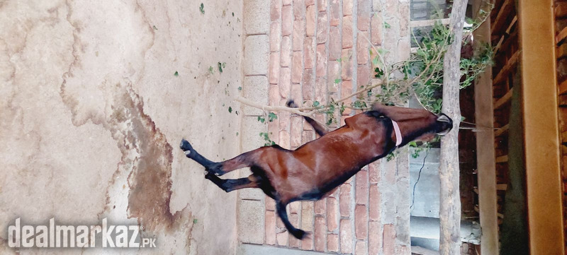 Pure Nagra Breeder 4 Sale