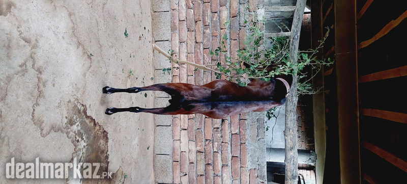 Pure Nagra Breeder 4 Sale photo 2