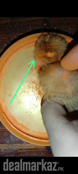 3 pair Siyaar singhi for sale original 100%