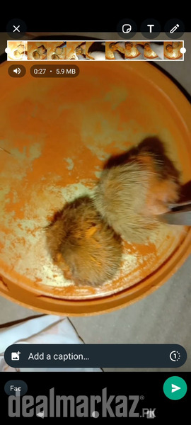 3 pair Siyaar singhi for sale original 100% photo 2