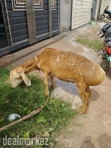 Male sheep for sale urgent