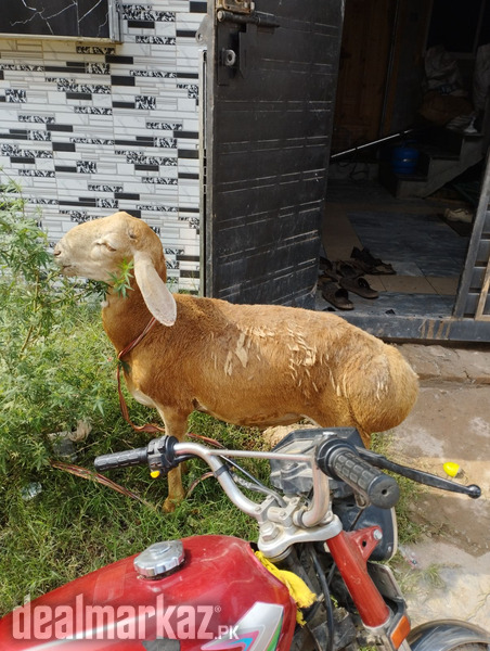 Male sheep for sale urgent photo 2