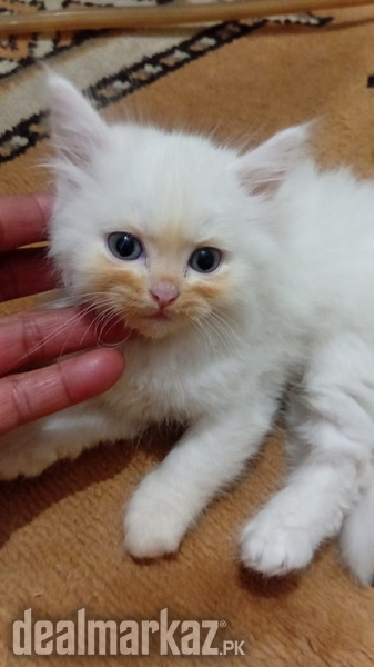 Persian Kittens for sale (2 male/1female) photo 1