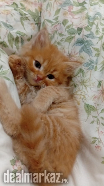 Persian Kittens for sale (2 male/1female) photo 2