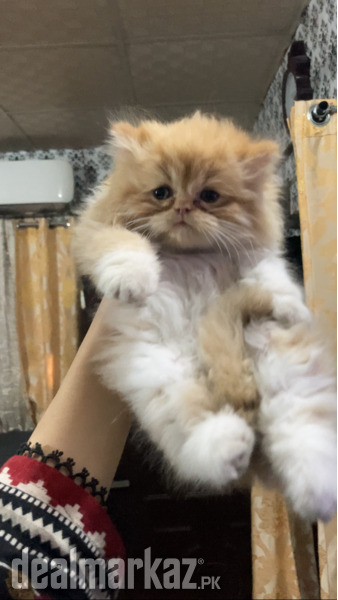 Kitten triple coated photo 1