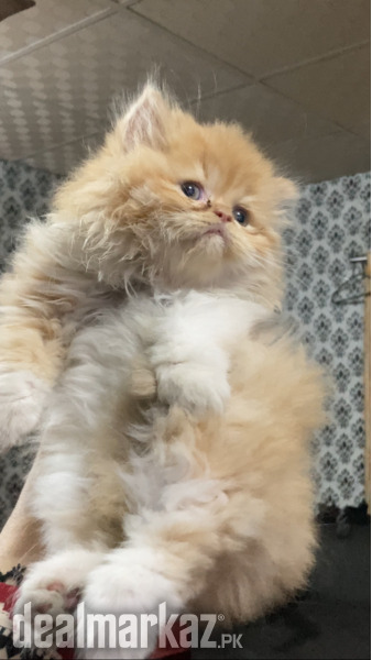 Kitten triple coated photo 2