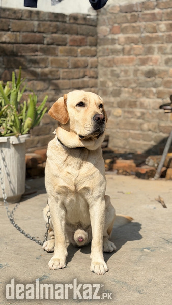 ???? American Labrador photo 1