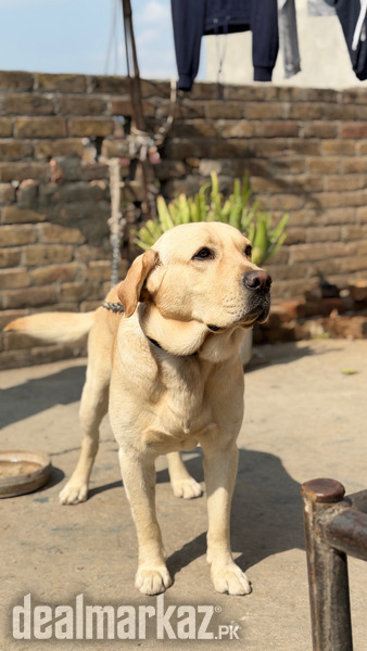???? American Labrador photo 2