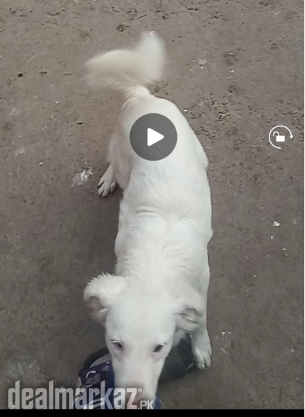 Russian breed pair photo 2