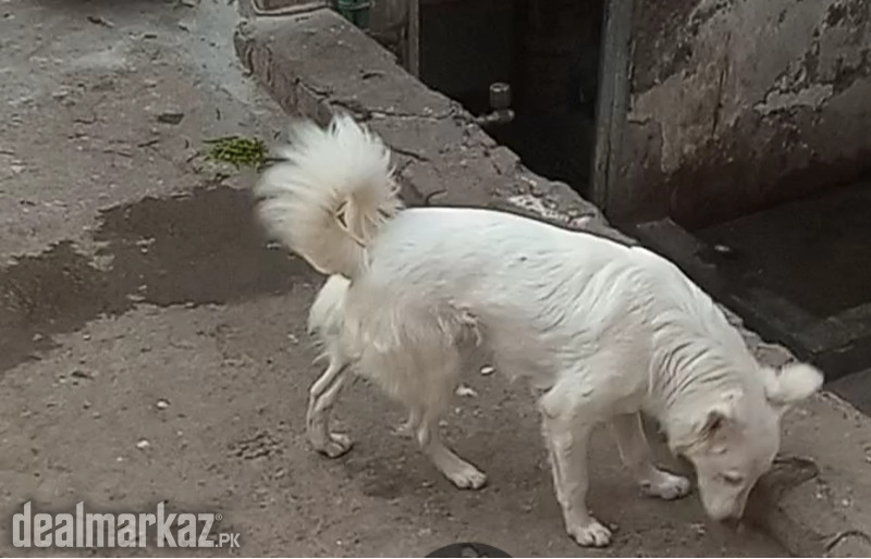 Russian breed pair photo 1