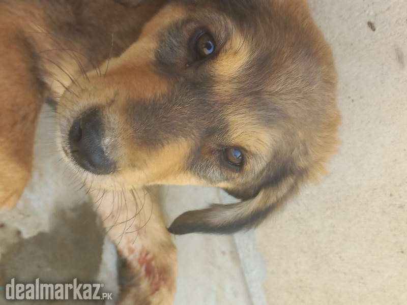 aspine askal (philipine breed) photo 1