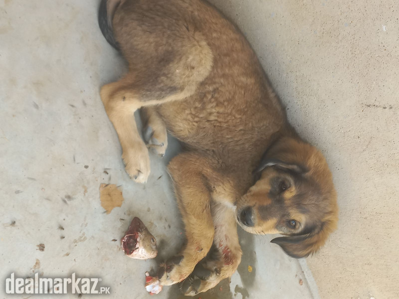 aspine askal (philipine breed) photo 2