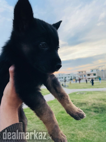 German Shepherd Puppy photo 2